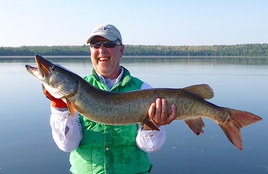 42.5-inch Musky fishing at Fireside Lodge by AL Fish